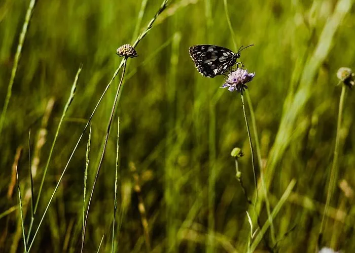 Tumova Koca Na Slavniku Ostello Podgorje (Koper)